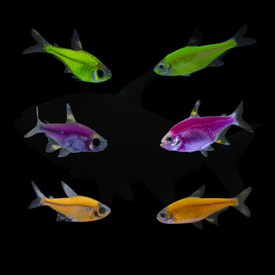 Assorted GloFish® Pristella MAX Tetra Collection 6pk (pristella maxilaris)