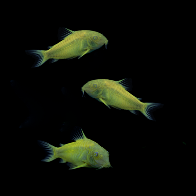 GloFish® Celestial Yellow™ Corydoras Catfish Add-on 3pk (corydoras aeneus)