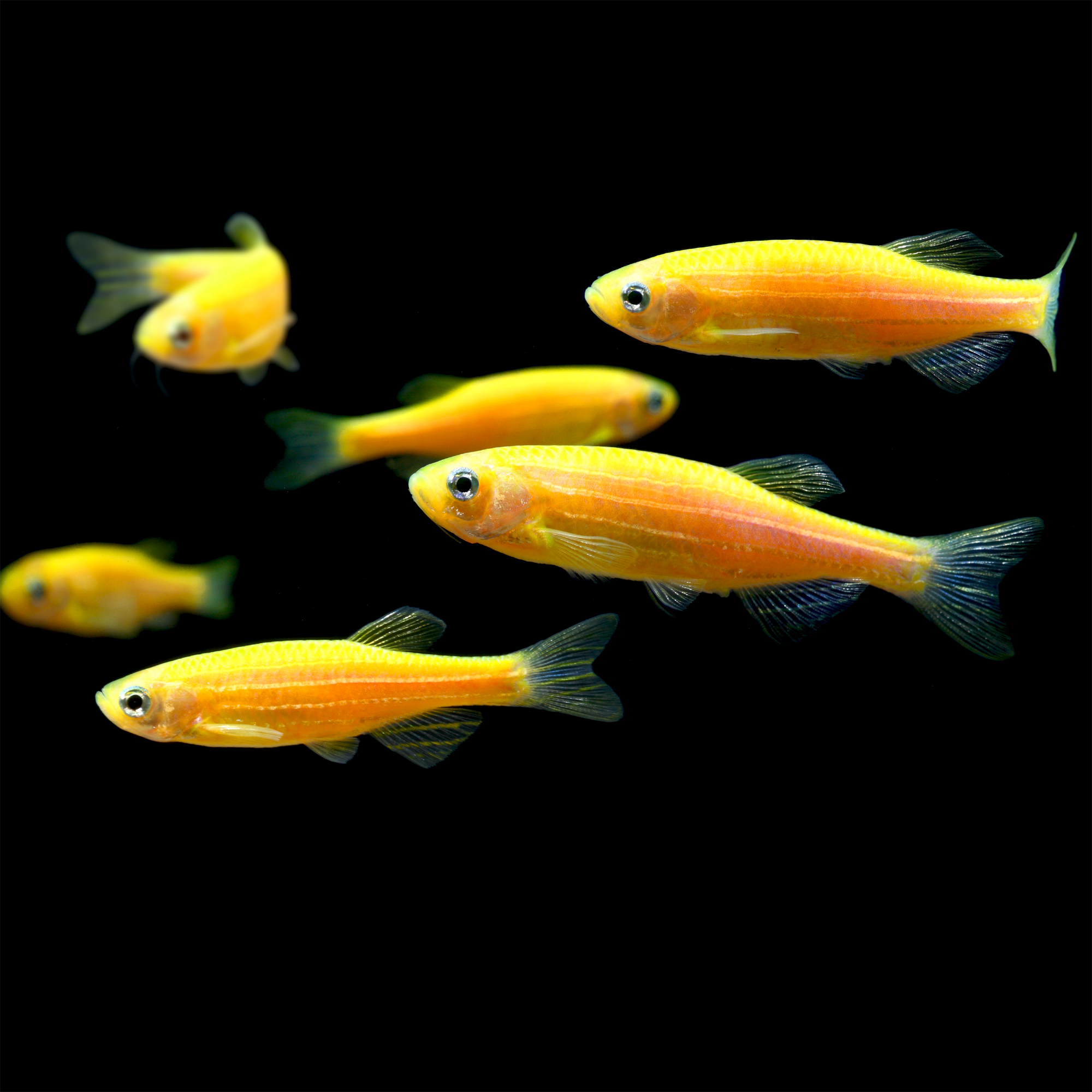 GloFish Zebra Danio GloFish glofish-zebra-danio-glofish