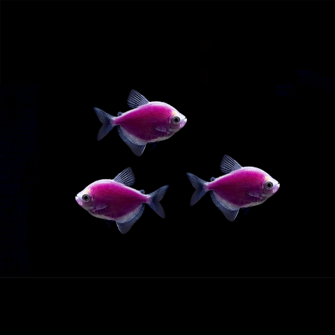 GloFish® White Skirt Tetra Add-On Collections 3pk (gymnocorymbus ternetzi)