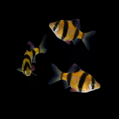 GloFish® Tiger Barb Add-on Collection 3pk (puntius tetrazona)