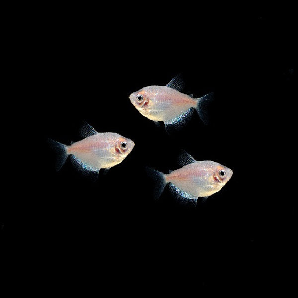 Neon White Skirt Fish Starlight White Tetras GloFish®
