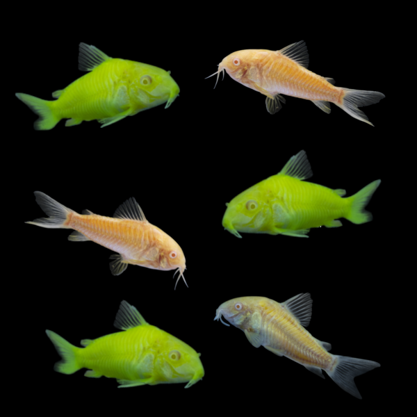 shop.glofish.com