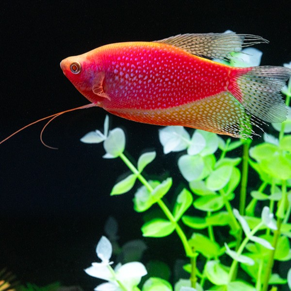 GloFish® Pearl Gourami