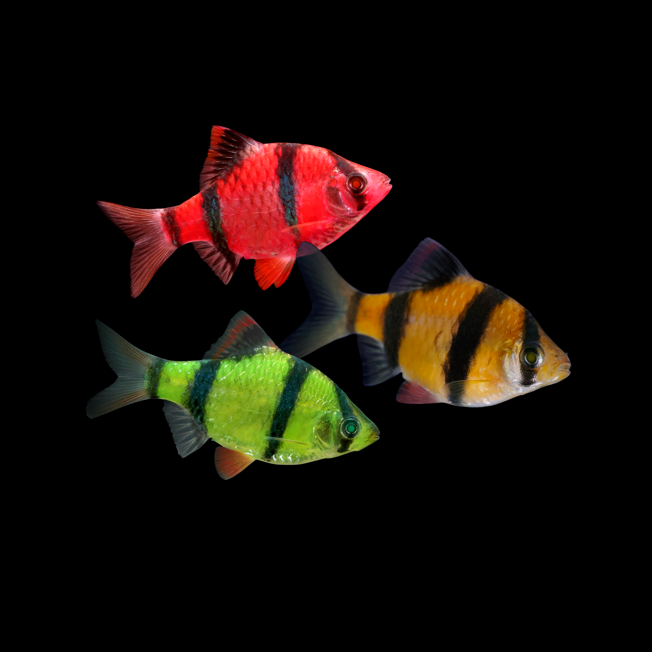 Барбус суматранский фото рыбки Барбус суматранский фото рыбки