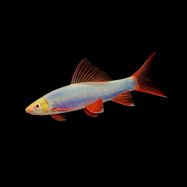 GloFish® Sharks