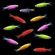 GloFish® Mixed Zebra Danio Dozen Set (12ct)
