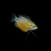 Sunset Thicklip Gourami Add-on