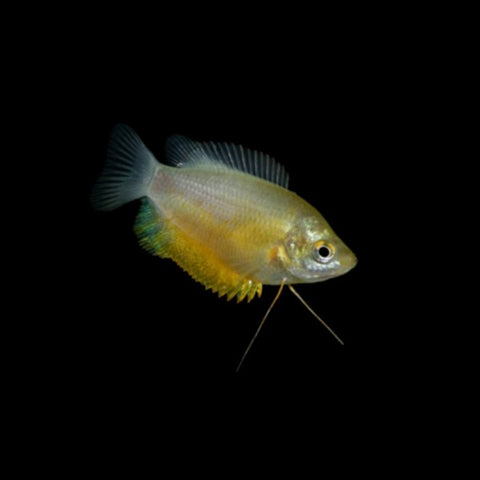 Sunset Thicklip Gourami Add-on