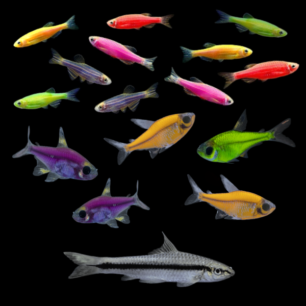Assorted GloFish® Pristella Tetra 6pk - GloFish®