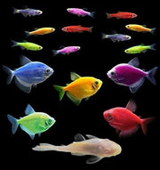 GloFish® 20G Community Set (16ct)