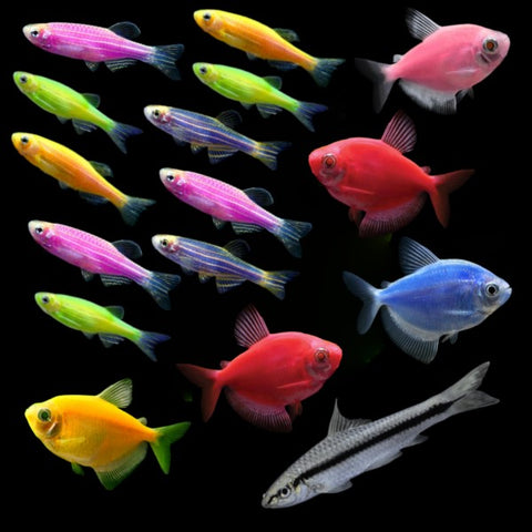 GloFish® 20G Skirt Community Set (16ct)