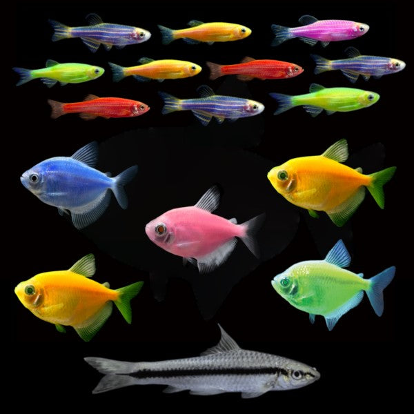 Colorful Freshwater Community Freshwater Tropical Fish 55+ Fish