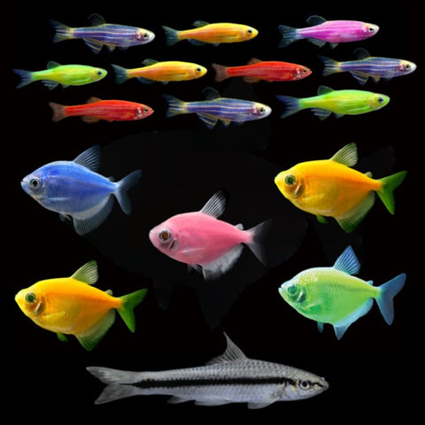 GloFish® 20G Skirt Community Set (16ct)