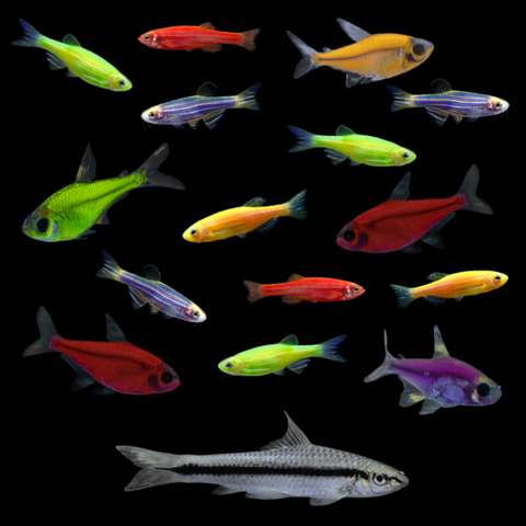 GloFish® 20G Pristella Community Set (16ct)