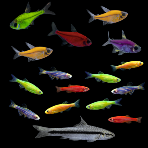 GloFish® 20G Pristella Community Set (16ct)