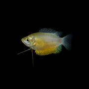 Sunset Thicklip Gourami Add-on