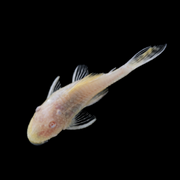 Albino Bushy Nose Pleco