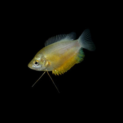 Sunset Thicklip Gourami Add-on