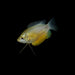 Sunset Thicklip Gourami Add-on