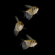 Three Black Skirt Tetras