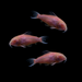 Juego de corydoras de un solo color GloFish® (3 unidades)