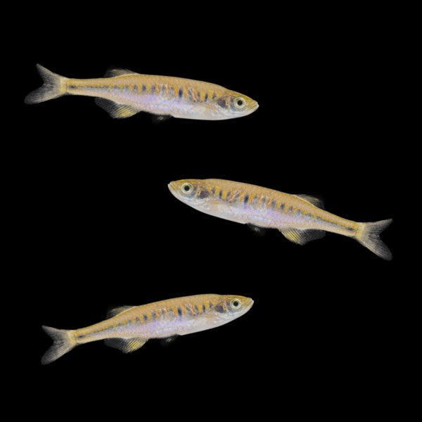 Lake Inle Danio Add-on (3ct)