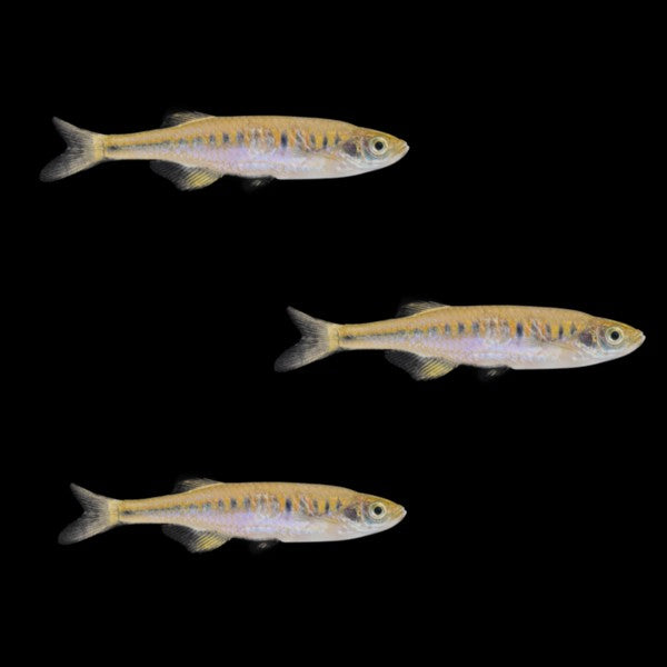 Lake Inle Danio Add-on (3ct)