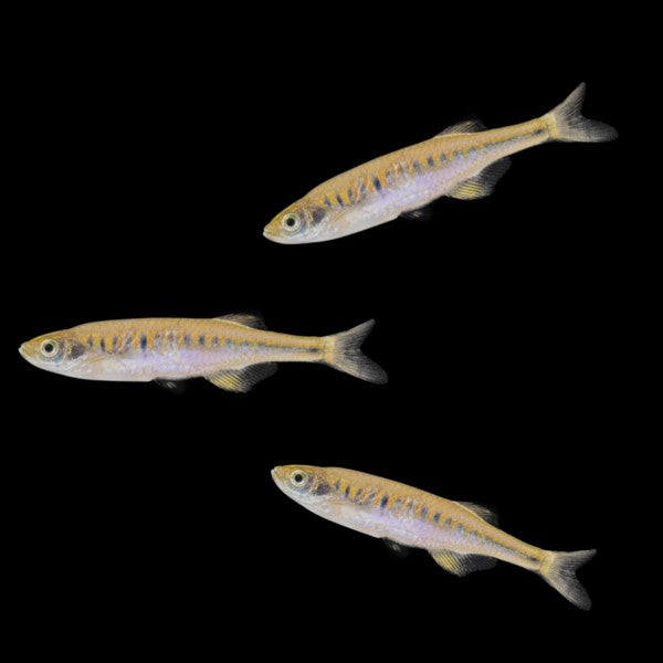 Lake Inle Danio Add-on (3ct)