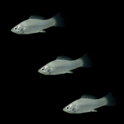 Silver Mollies Set (3ct)