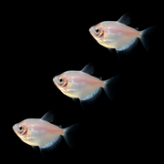 Starlight White Tetras (3ct)