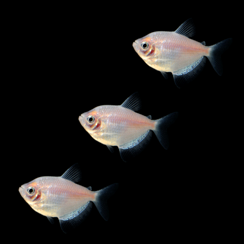 Starlight White Tetras (3ct)