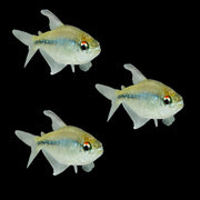 Diamond Tetras (3ct)