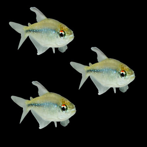 Diamond Tetras (3ct)