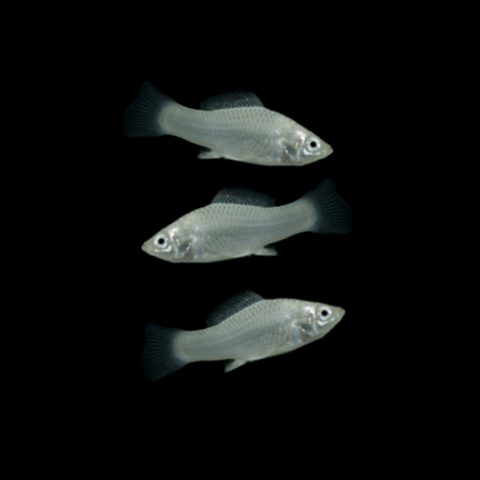 Silver Mollies Set (3ct)