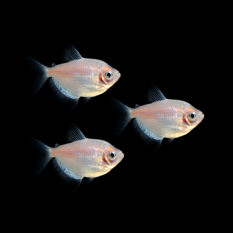 Starlight White Tetras (3ct)