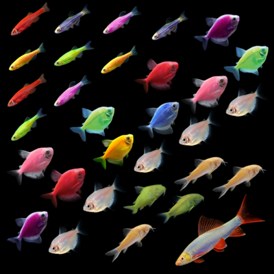 GloFish® 55G Community Set (31ct)