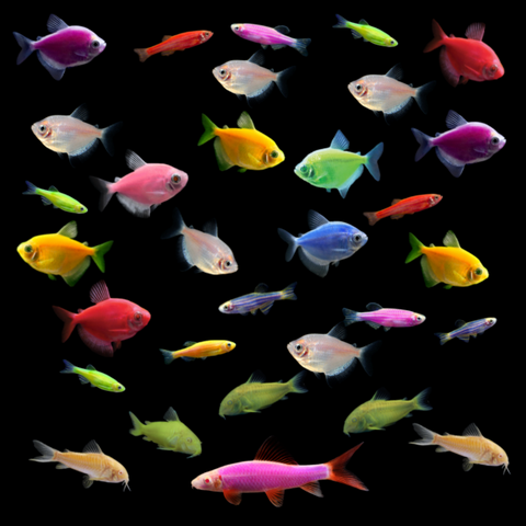 GloFish® 55G Community Set (31ct)