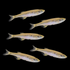 Lake Inle Danio Set (5ct)
