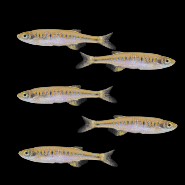 Lake Inle Danio Set (5ct) Left