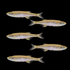 Lake Inle Danio Set (5ct) Left