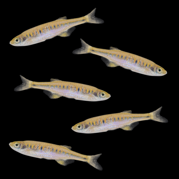 Lake Inle Danio Set (5ct) Mixed