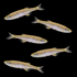Lake Inle Danio Set (5ct) Mixed