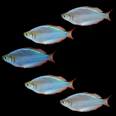 Dwarf Neon Rainbow Fish Set (5ct)