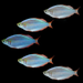 Dwarf Neon Rainbow Fish Set (5ct)