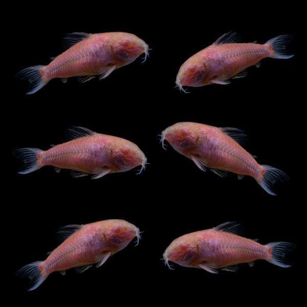 GloFish®  Corydoras Single Color Set (6ct)
