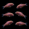 GloFish®  Corydoras Single Color Set (6ct)