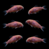 GloFish®  Corydoras Single Color Set (6ct)