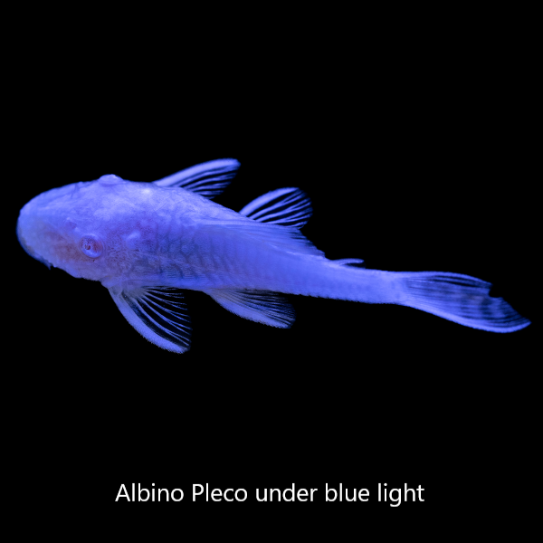 Albino pleco care best sale