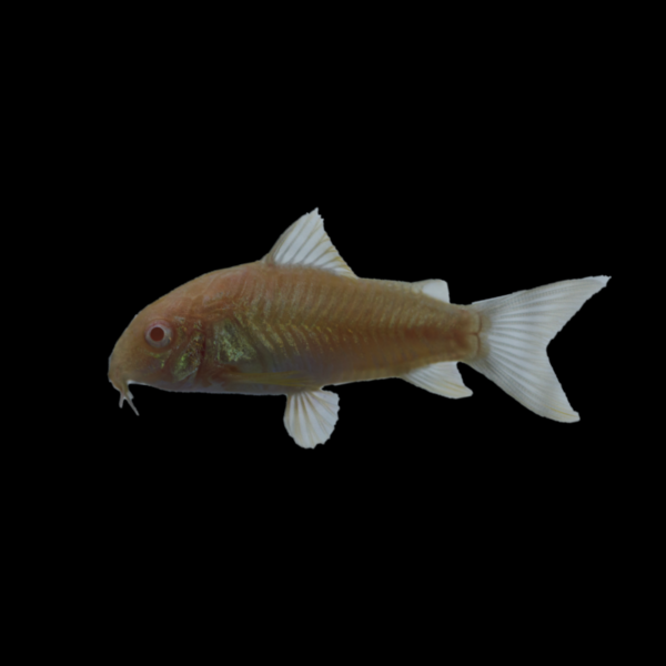 Albino corydoras care best sale